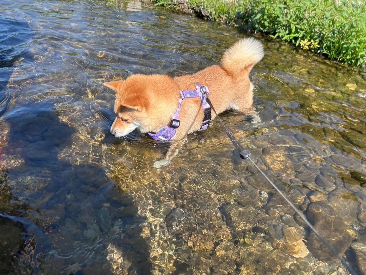 吉野川で水遊びする愛犬
