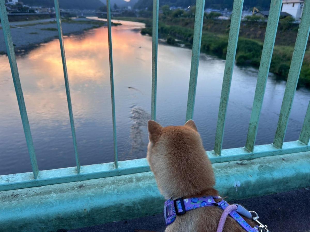 夕暮れの吉野川を眺める愛犬