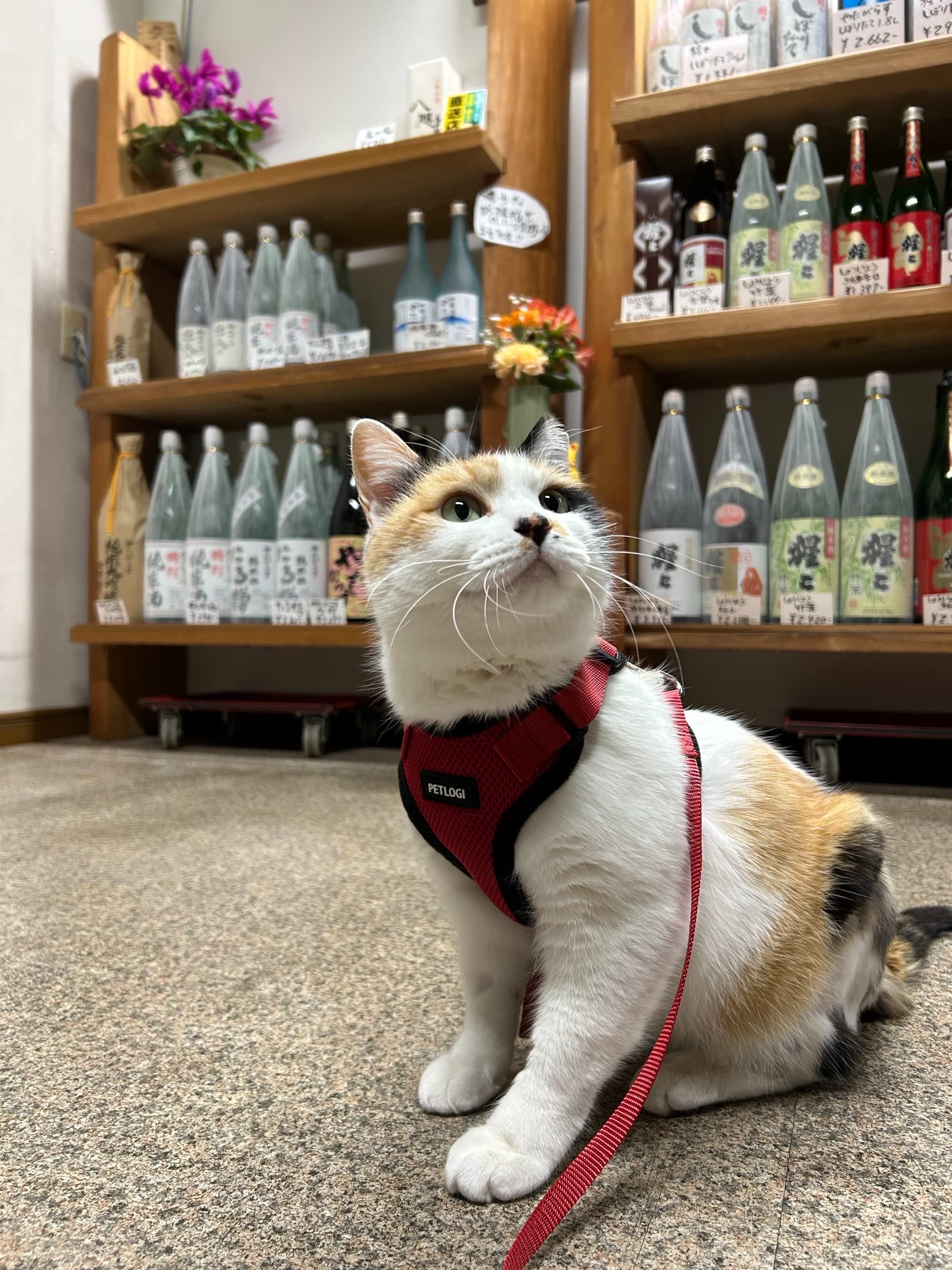 ミケ店長の写真