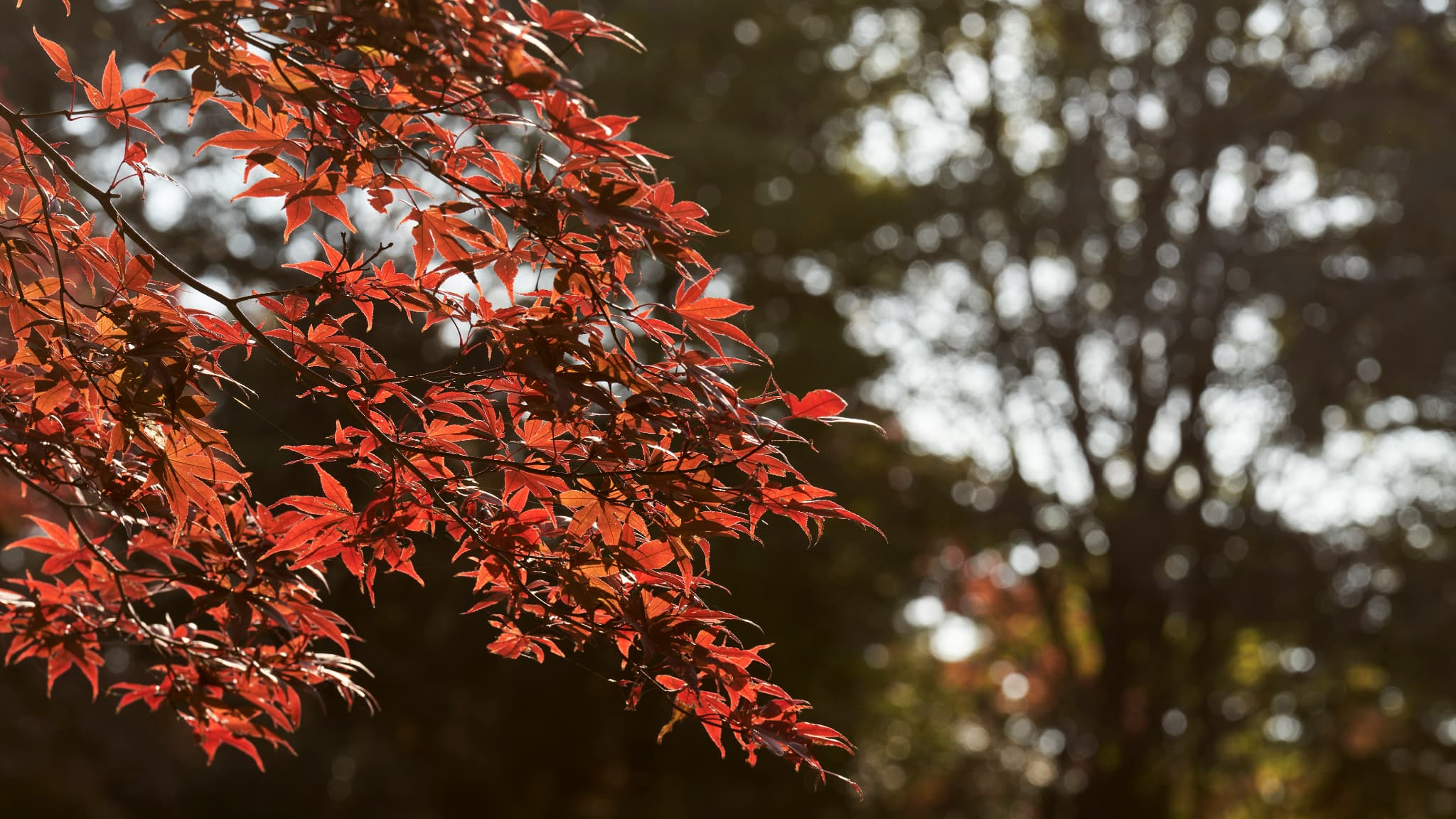 紅葉の写真