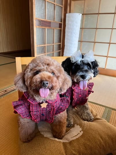 吉野長屋の部屋の中にいる犬の写真