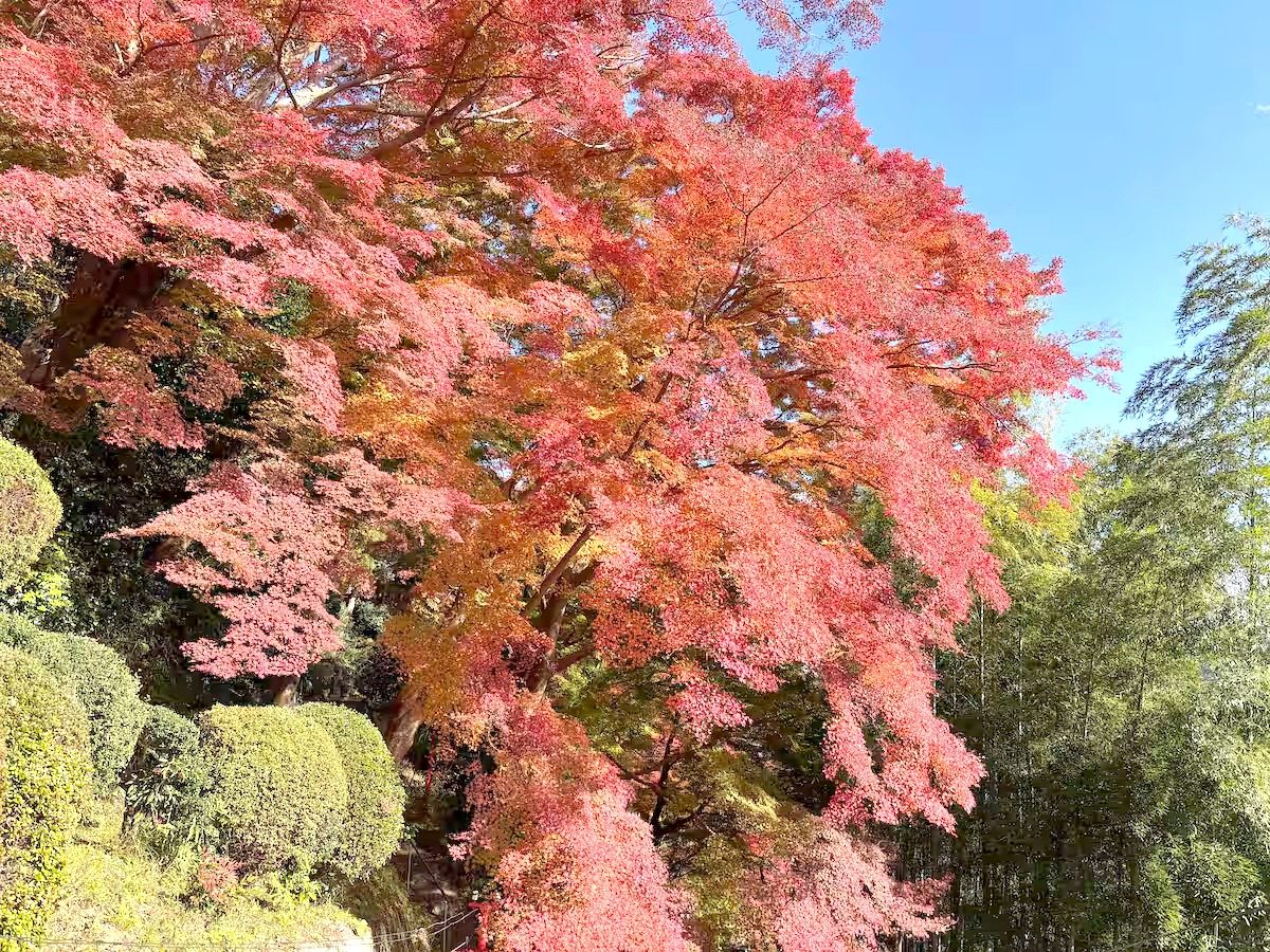 吉野長屋の写真