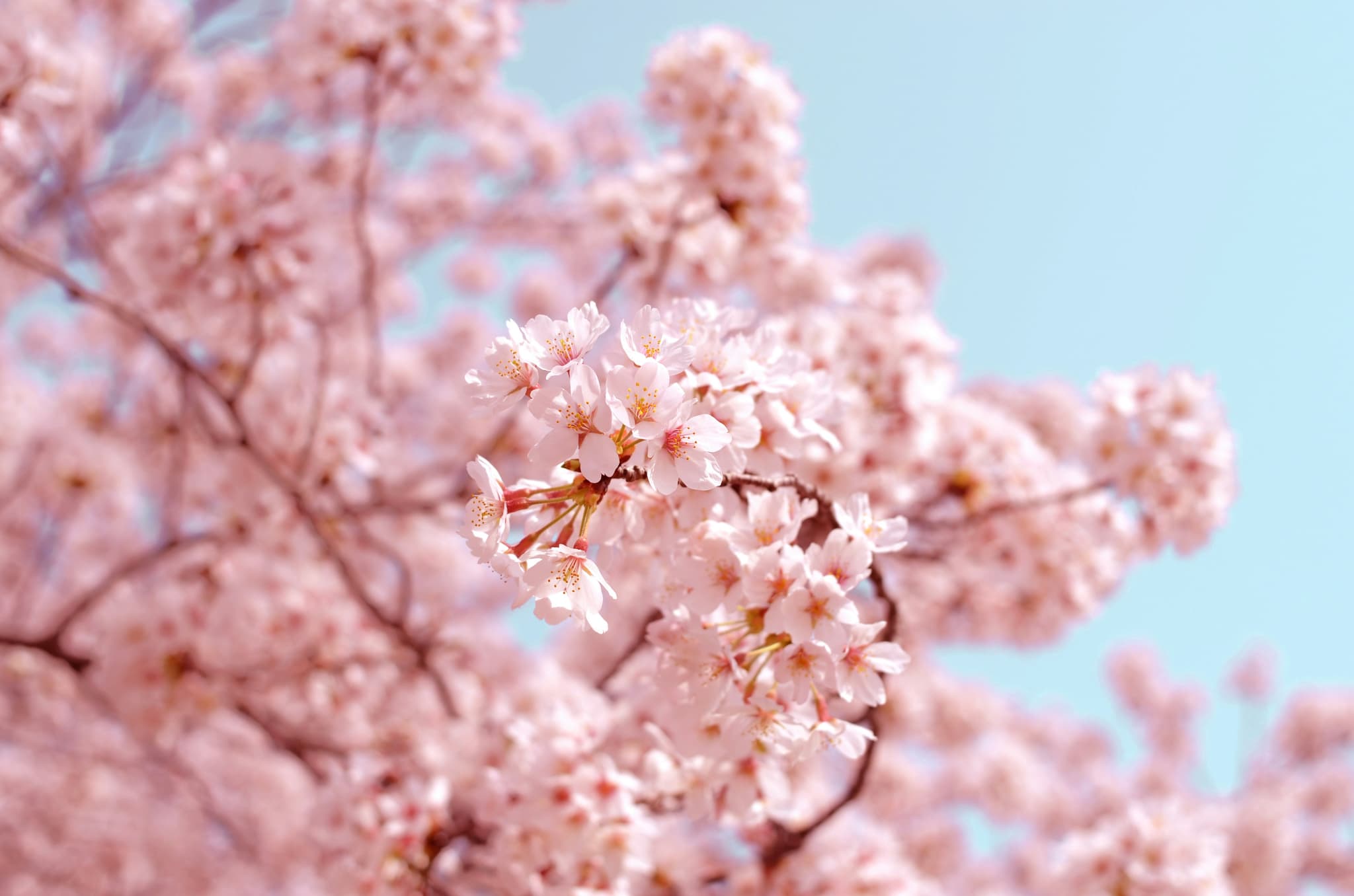 桜の写真