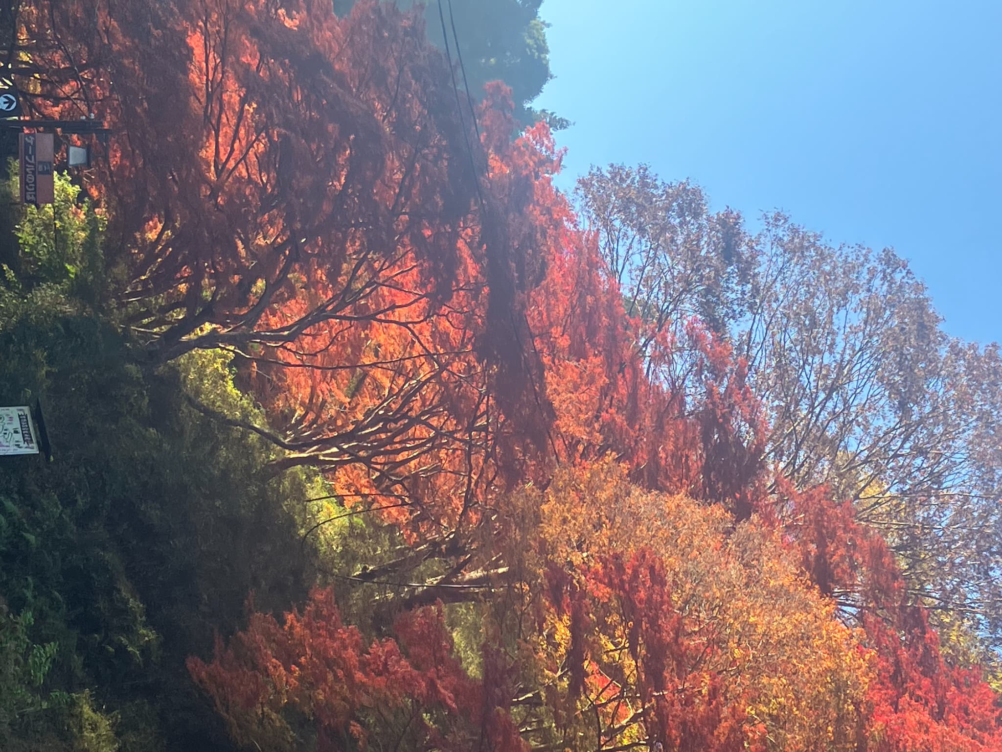 紅葉の写真