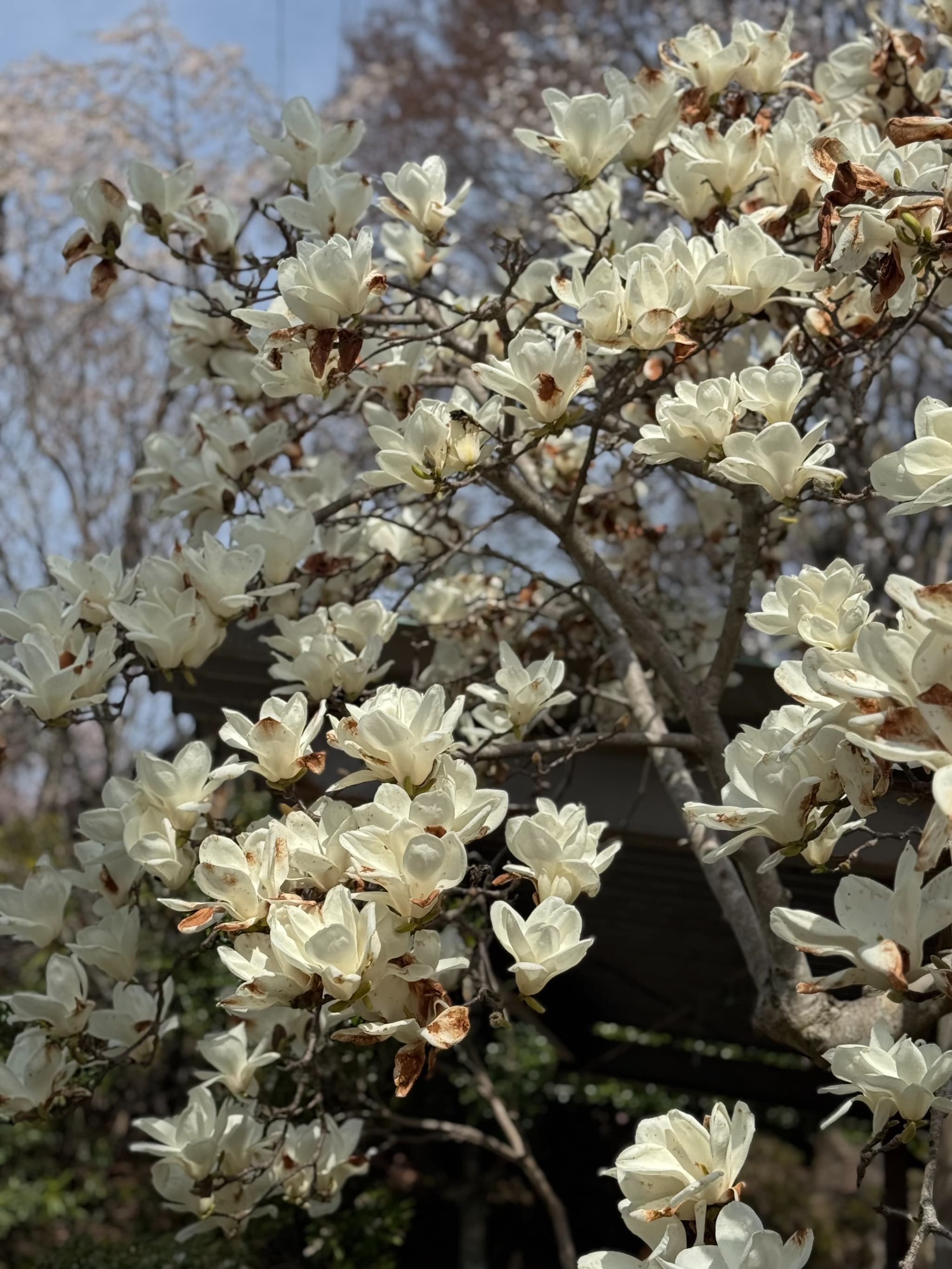 桜の写真